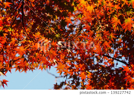 Autumn leaves of maple trees in the grounds of Honen-in Temple 139227742