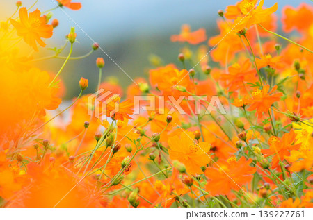 黃波斯菊 黃波斯菊 139227761