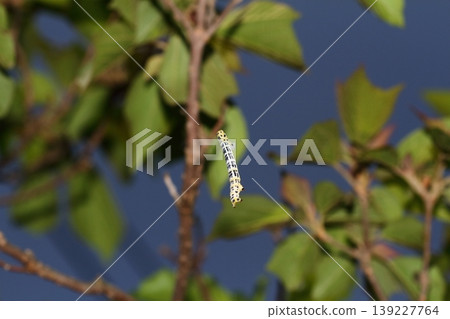 寬頻尺蛾的幼蟲正在吐絲爬上樹枝。 139227764