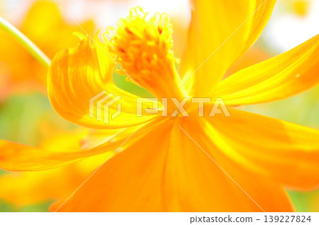 黃波斯菊 黃波斯菊 139227824