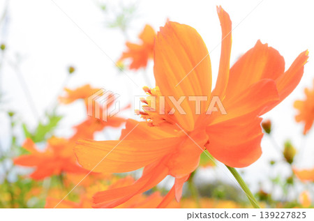  黃波斯菊 139227825