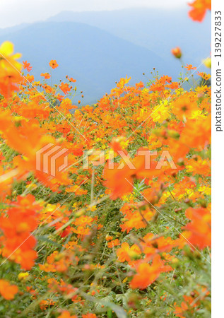黃波斯菊 黃波斯菊 139227833