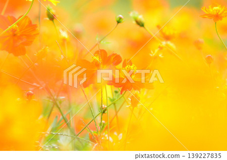 黃波斯菊 黃波斯菊 139227835