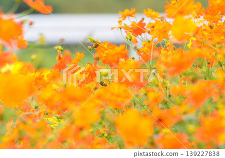 黃波斯菊 黃波斯菊 139227838