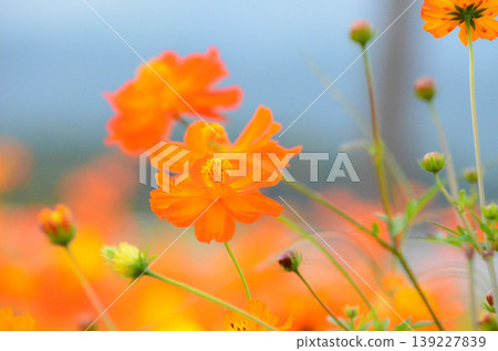 黃波斯菊 黃波斯菊 139227839