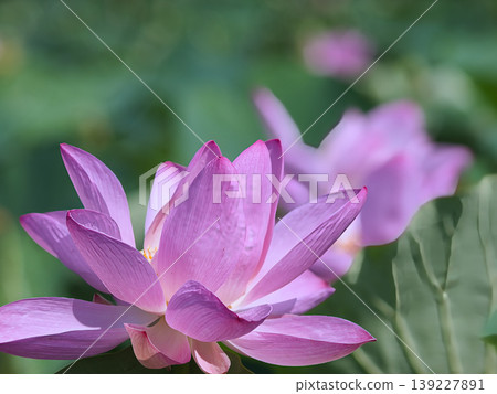 Landscape with lotus flowers 139227891