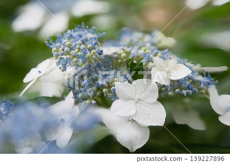 藍色繡球花 藍色繡球花 139227896