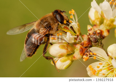 Closeup on a dronefly, Eristalis tenax feeding on white blossoming Blackthorn flowers , Prunus spinosa Closeup on a dronefly, Eristalis tenax feeding on white blossoming Blackthorn flowers , Prunus spinosa 139227918