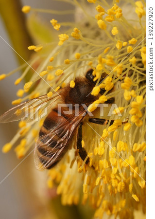 Closeup on a worker Honeybee, Apis melifera feeding on Yellow Willow catkin pollen Closeup on a worker Honeybee, Apis melifera feeding on Yellow Willow catkin pollen 139227920