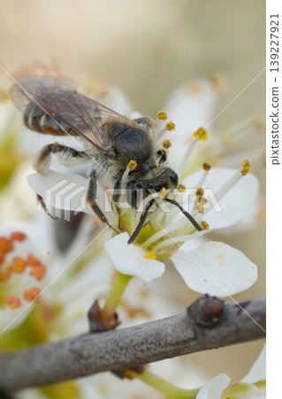 Closeup on a female red-bellied miner, Andrena ventralis collecting nectar from a white flowering blackthorn , Prunus spinosa Closeup on a female red-bellied miner, Andrena ventralis collecting nectar from a white flowering blackthorn , Prunus spinosa 139227921