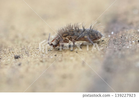 Lateral extreme macro closeup on a hairy, spooky microscopic springtail, Orchesella villosa Lateral extreme macro closeup on a hairy, spooky microscopic springtail, Orchesella villosa 139227923