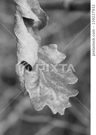 Monochrome close-up of a lone dry oak leaf, curled and withered, against a soft blurred background Monochrome close-up of a lone dry oak leaf, curled and withered, against a soft blurred background 139227932