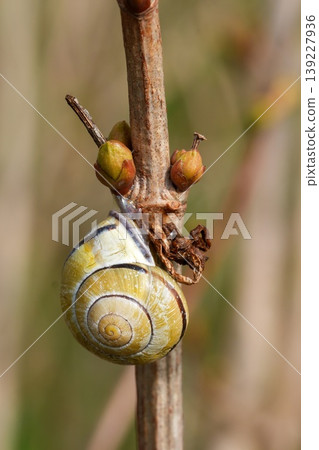 Tiny golden snail shell cling to a dry branch with green buds, macro nature detail during daylight 139227936