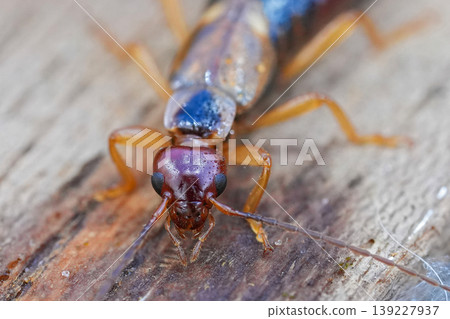 Closeup on a European earwig , Forficula auricularia on a piece of wood 139227937