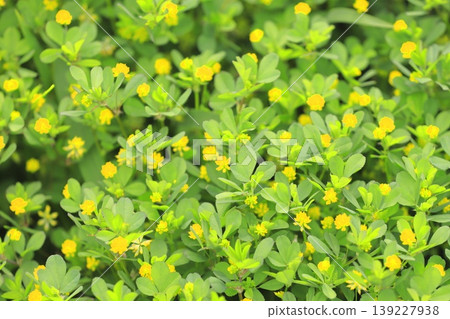 Cute rice clover (rice clover) Cute rice clover (rice clover) 139227938