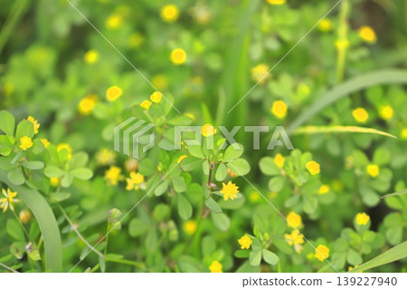 Cute rice clover (rice clover) Cute rice clover (rice clover) 139227940
