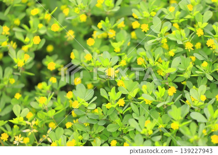 Cute rice clover (rice clover) Cute rice clover (rice clover) 139227943