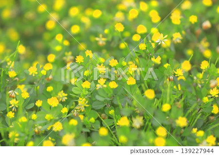 Cute rice clover (rice clover) Cute rice clover (rice clover) 139227944