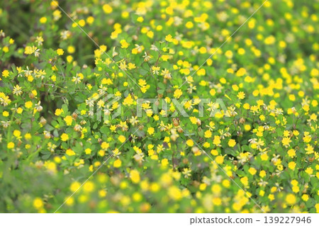Cute rice clover (rice clover) Cute rice clover (rice clover) 139227946
