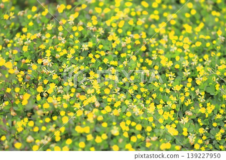 Cute rice clover (rice clover) Cute rice clover (rice clover) 139227950