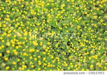 Cute rice clover (rice clover) Cute rice clover (rice clover) 139227951