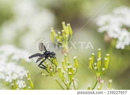 黑翅大蚊正在吸食莎草的花蜜。 139227957