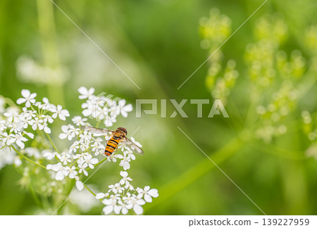 A hoverfly feeding on the pollen of the rhinoceros beetle. A hoverfly feeding on the pollen of the rhinoceros beetle. 139227959