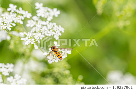 A hoverfly feeding on the pollen of the rhinoceros beetle. A hoverfly feeding on the pollen of the rhinoceros beetle. 139227961