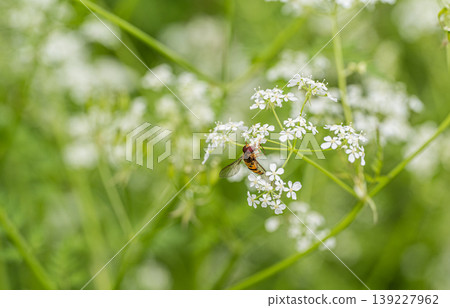 A hoverfly feeding on the pollen of the rhinoceros beetle. A hoverfly feeding on the pollen of the rhinoceros beetle. 139227962