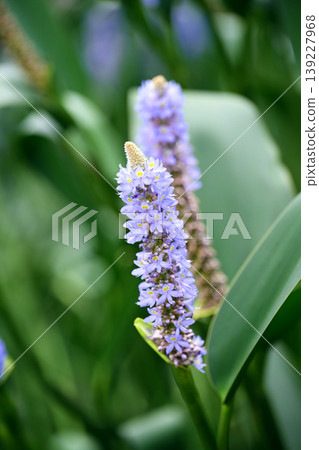 長葉鳳眼藍、長葉鳳眼藍、水葫蘆(Pontederia cordata) 長葉鳳眼藍、長葉鳳眼藍、水葫蘆(Pontederia cordata) 139227968