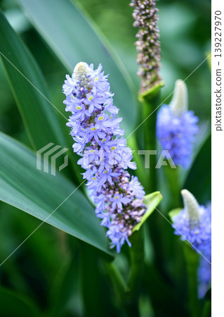 長葉鳳眼藍、長葉鳳眼藍、水葫蘆(Pontederia cordata) 長葉鳳眼藍、長葉鳳眼藍、水葫蘆(Pontederia cordata) 139227970