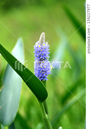 Pontederia cordata, long-leaved water hyacinth, pickelweed (Pontederia cordata) 139227977