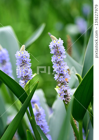 Pontederia cordata, long-leaved water hyacinth, pickelweed (Pontederia cordata) Pontederia cordata, long-leaved water hyacinth, pickelweed (Pontederia cordata) 139227979