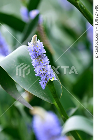 長葉鳳眼藍、長葉鳳眼藍、水葫蘆（Pontederia cordata） 139227980