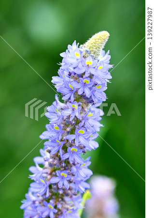 Pontederia cordata, long-leaved water hyacinth, pickelweed (Pontederia cordata) Pontederia cordata, long-leaved water hyacinth, pickelweed (Pontederia cordata) 139227987