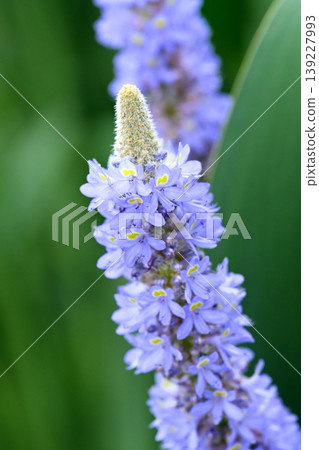 長葉鳳眼藍、長葉鳳眼藍、水葫蘆(Pontederia cordata) 長葉鳳眼藍、長葉鳳眼藍、水葫蘆(Pontederia cordata) 139227993