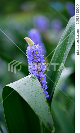 Pontederia cordata, long-leaved water hyacinth, pickelweed (Pontederia cordata) Pontederia cordata, long-leaved water hyacinth, pickelweed (Pontederia cordata) 139228000