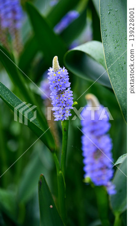 Pontederia cordata, long-leaved water hyacinth, pickelweed (Pontederia cordata) Pontederia cordata, long-leaved water hyacinth, pickelweed (Pontederia cordata) 139228001