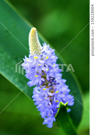 長葉鳳眼藍、長葉鳳眼藍、水葫蘆(Pontederia cordata) 長葉鳳眼藍、長葉鳳眼藍、水葫蘆(Pontederia cordata) 139228004