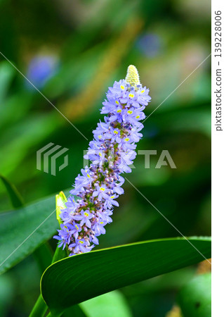 Pontederia cordata, long-leaved water hyacinth, pickelweed (Pontederia cordata) Pontederia cordata, long-leaved water hyacinth, pickelweed (Pontederia cordata) 139228006