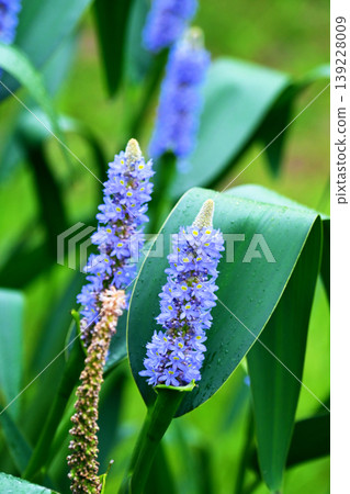 Pontederia cordata, long-leaved water hyacinth, pickelweed (Pontederia cordata) Pontederia cordata, long-leaved water hyacinth, pickelweed (Pontederia cordata) 139228009