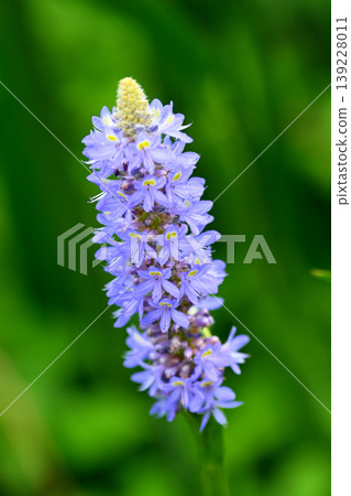 Pontederia cordata, long-leaved water hyacinth, pickelweed (Pontederia cordata) Pontederia cordata, long-leaved water hyacinth, pickelweed (Pontederia cordata) 139228011