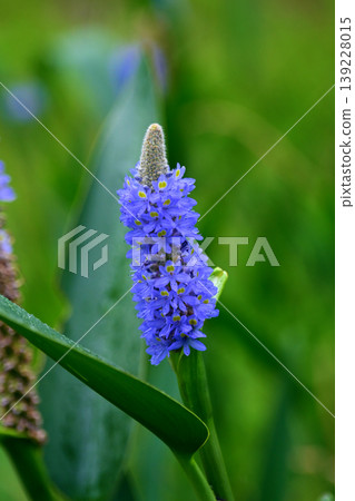 長葉鳳眼藍、長葉鳳眼藍、水葫蘆(Pontederia cordata) 長葉鳳眼藍、長葉鳳眼藍、水葫蘆(Pontederia cordata) 139228015