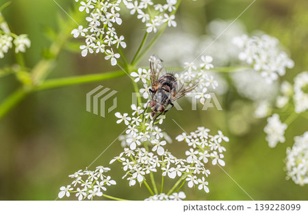 A pointed fly perched on a flower of a type of oak tree A pointed fly perched on a flower of a type of oak tree 139228099