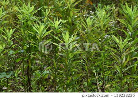 Vacant land, wasteland, weeds, land, vacant lot Vacant land, wasteland, weeds, land, vacant lot 139228220