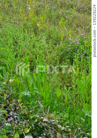 Vacant land, wasteland, weeds, land, vacant lot 139228224
