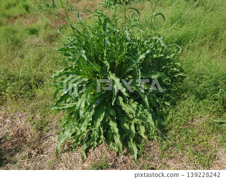 Vacant land, wasteland, weeds, land, vacant lot Vacant land, wasteland, weeds, land, vacant lot 139228242