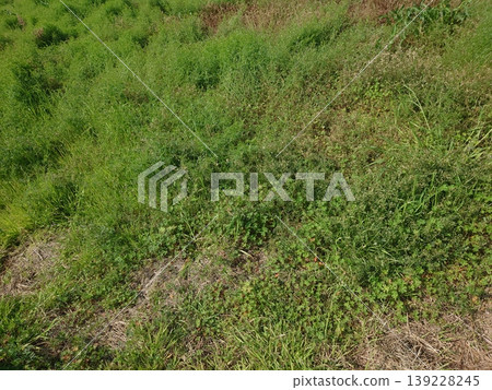 Vacant land, wasteland, weeds, land, vacant lot Vacant land, wasteland, weeds, land, vacant lot 139228245