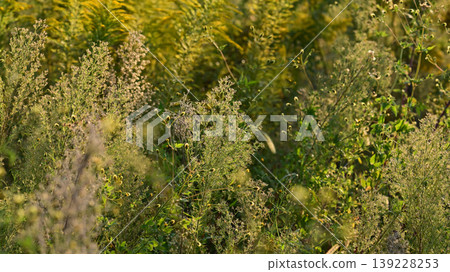 Vacant land, wasteland, weeds, land, vacant lot Vacant land, wasteland, weeds, land, vacant lot 139228253