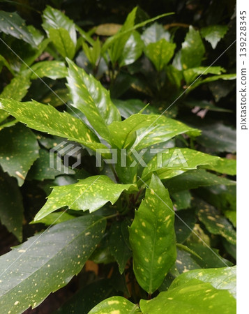 青木 (Aucuba japonica) 139228345